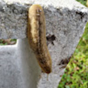 Meet your Posher, Sail